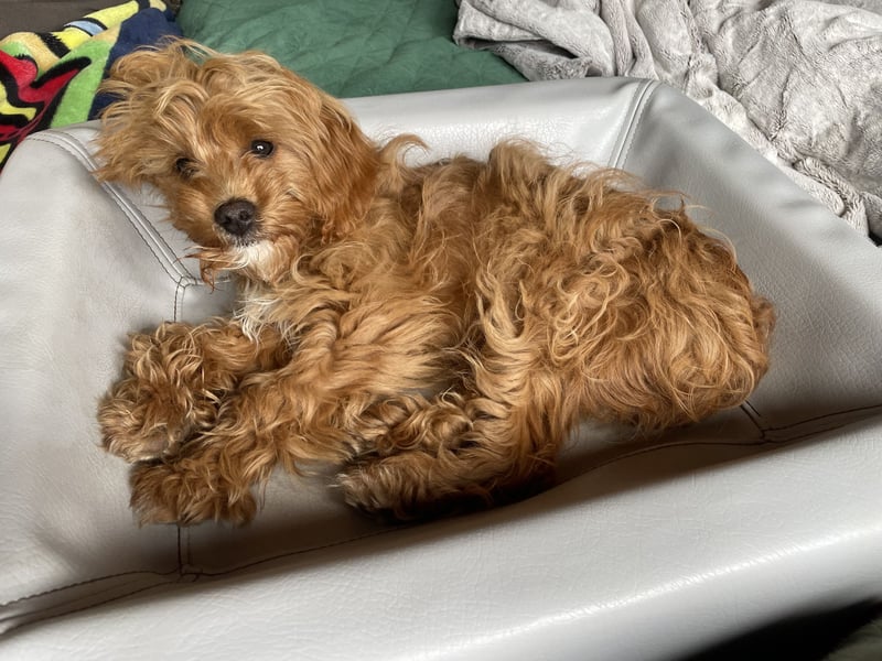 Cockapoo Cavapoorüde