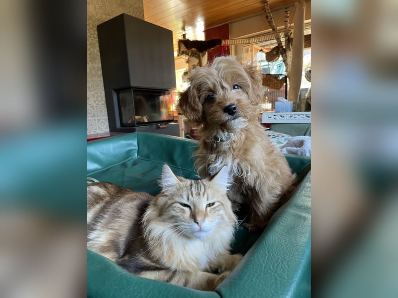 Cockapoo Cavapoorüde
