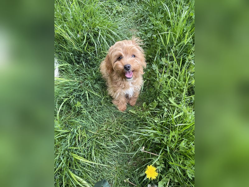 Cockapoo Cavapoorüde