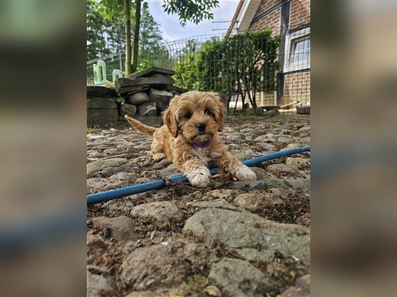 Cavapoo in apricot suchen ihr Zuhause