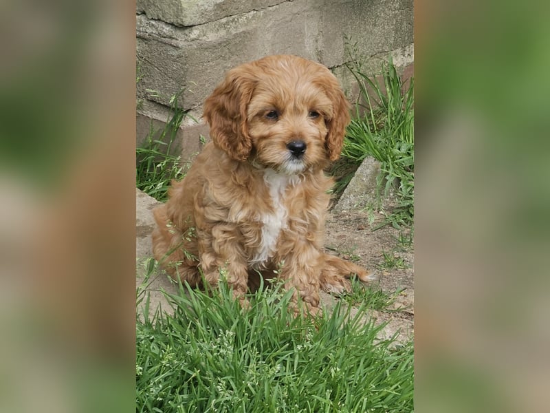 Cavapoo in apricot suchen ihr Zuhause