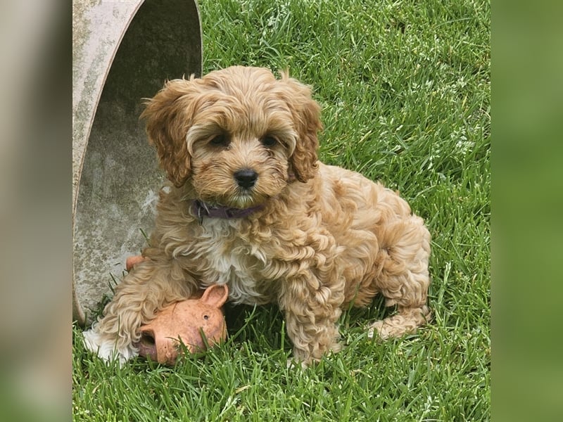 Cavapoo in apricot suchen ihr Zuhause