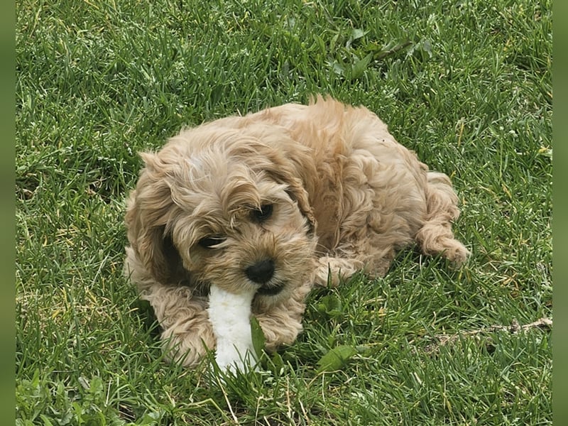 Cavapoo in apricot suchen ihr Zuhause