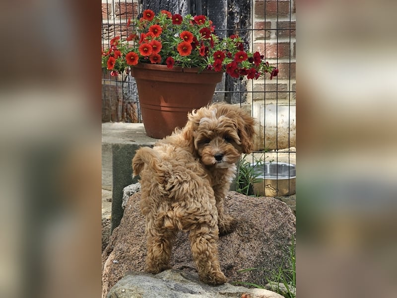 Cavapoo in apricot suchen ihr Zuhause