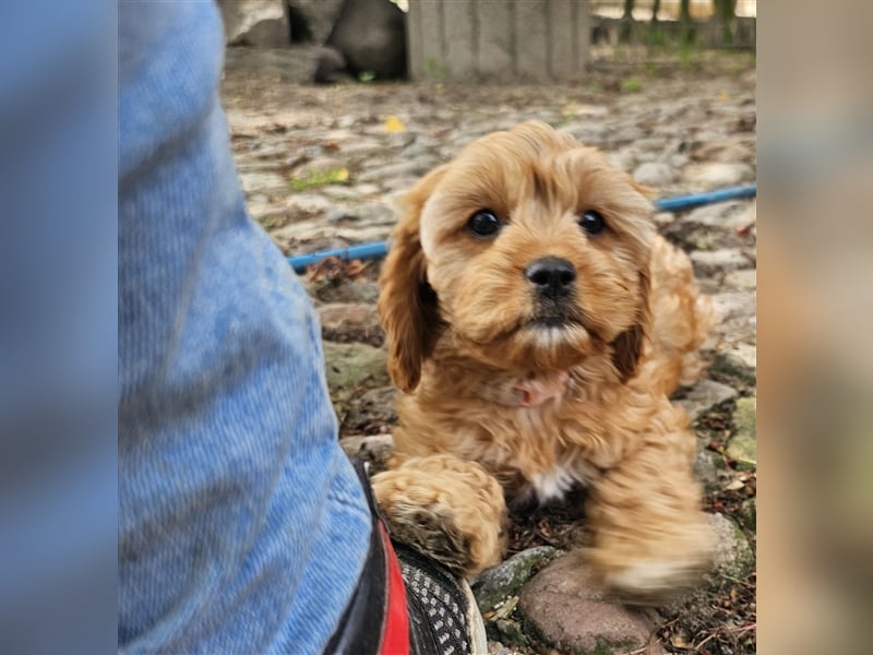 Cavapoo in apricot suchen ihr Zuhause