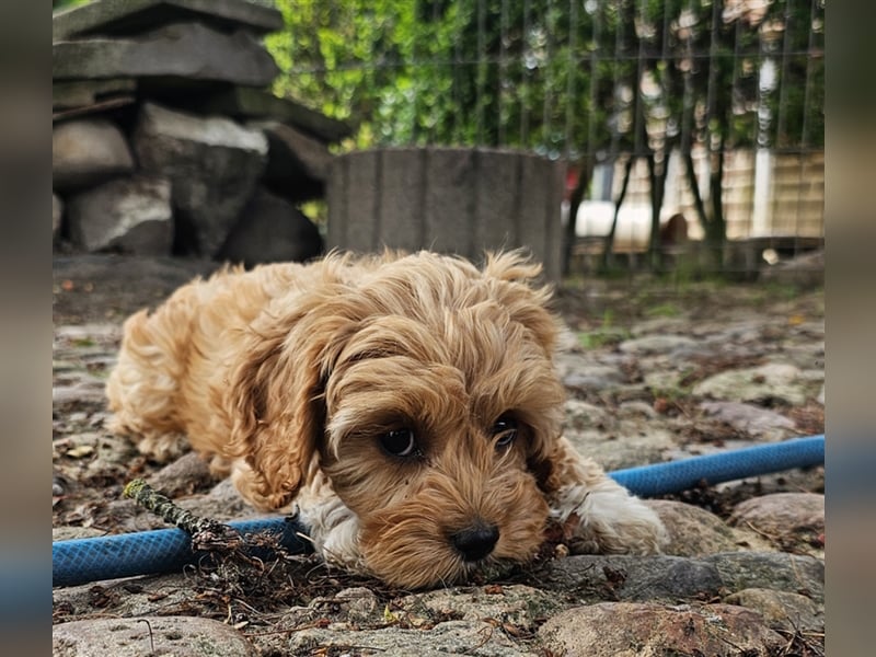 Cavapoo in apricot suchen ihr Zuhause