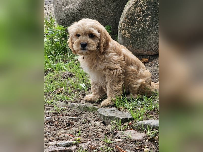 Cavapoo in apricot suchen ihr Zuhause