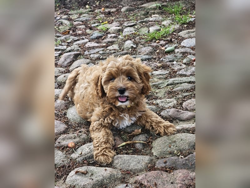 Cavapoo in apricot suchen ihr Zuhause