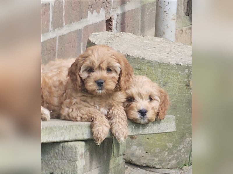 Cavapoo in apricot suchen ihr Zuhause