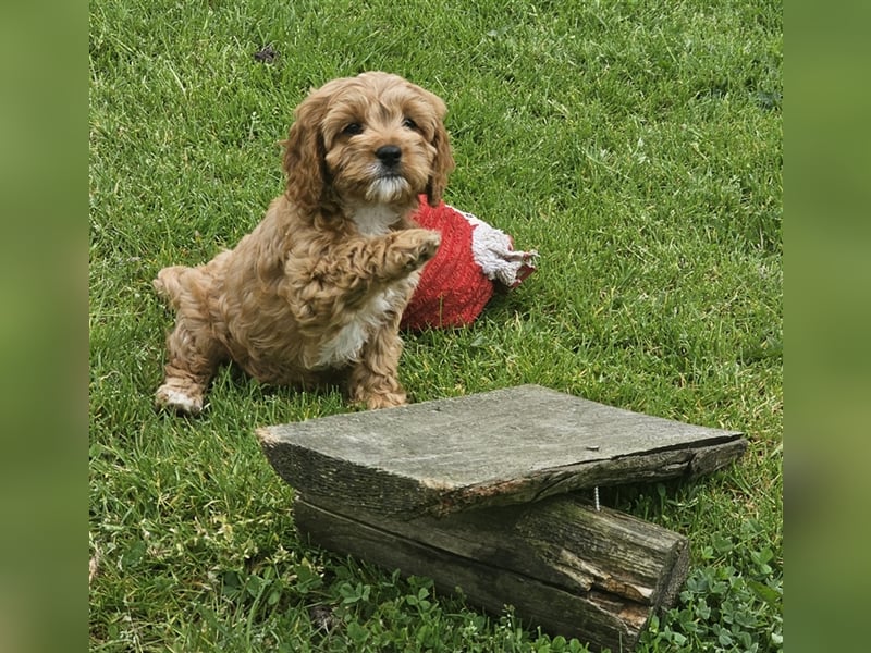 Cavapoo in apricot suchen ihr Zuhause