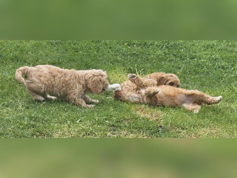 Cavapoo in apricot suchen ihr Zuhause