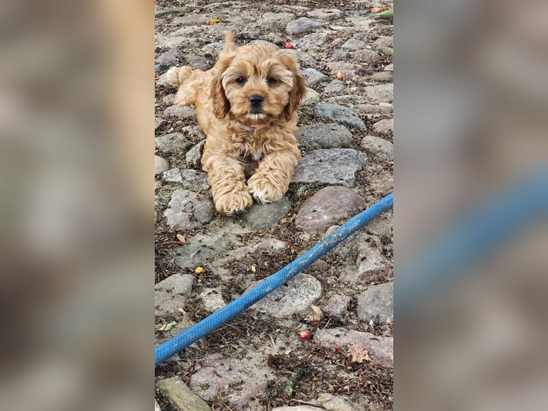 Cavapoo in apricot suchen ihr Zuhause