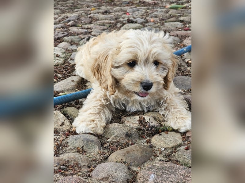 Cavapoo in apricot suchen ihr Zuhause