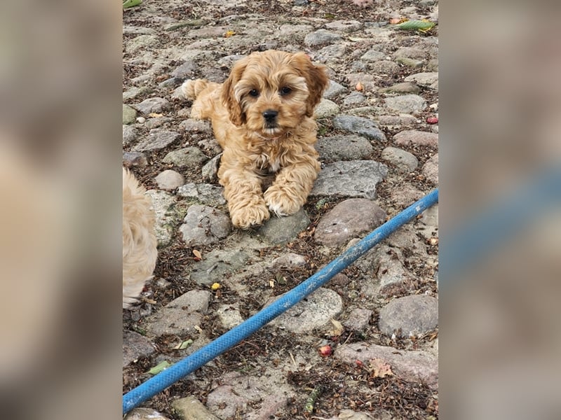 Cavapoo in apricot suchen ihr Zuhause