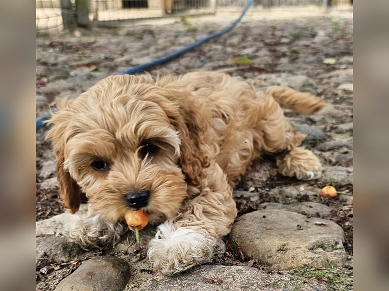 Cavapoo in apricot suchen ihr Zuhause