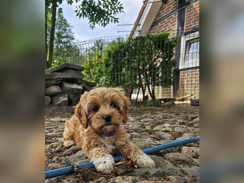 Cavapoo in apricot suchen ihr Zuhause