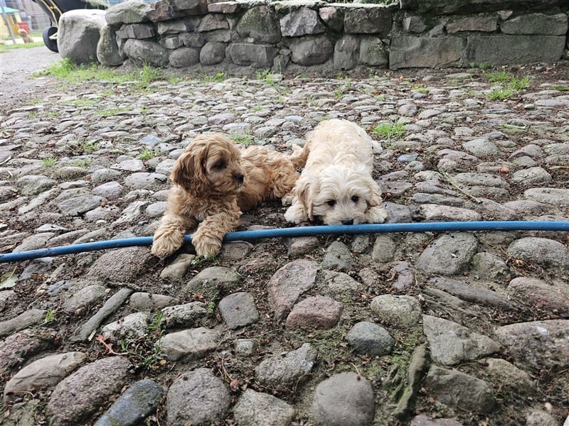 Cavapoo in apricot suchen ihr Zuhause