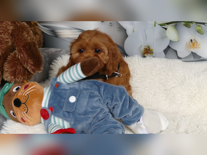 Wunderschöne Cavapoo Welpen  (Toypudel/Zwergpudel + Cavalier King Charles Spaniel) mit Ahnentafel