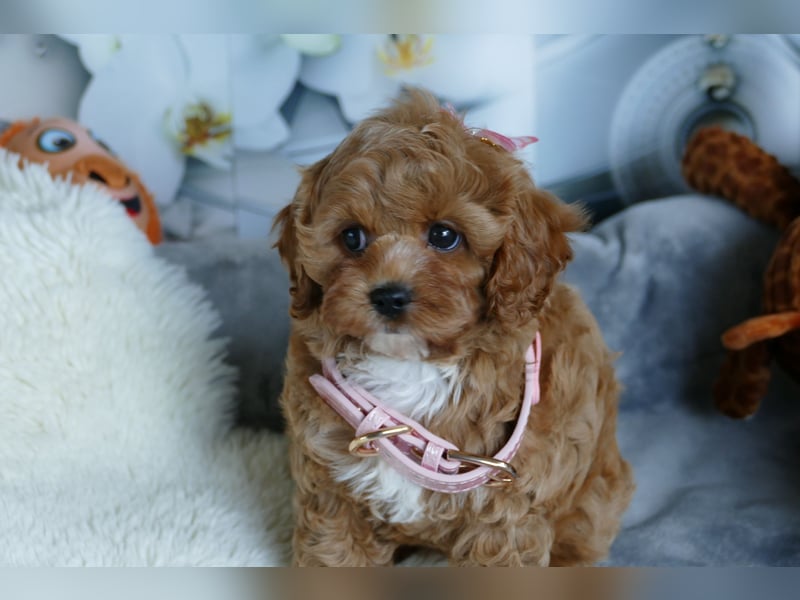 Bildhübsche Cavapoo Welpen (Toypudel/Zwergpudel + Cavalier King Charles Spaniel) mit Ahnentafel