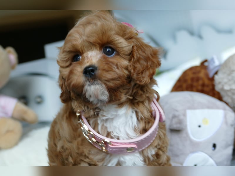 Bildhübsche Cavapoo Welpen (Toypudel/Zwergpudel + Cavalier King Charles Spaniel) mit Ahnentafel