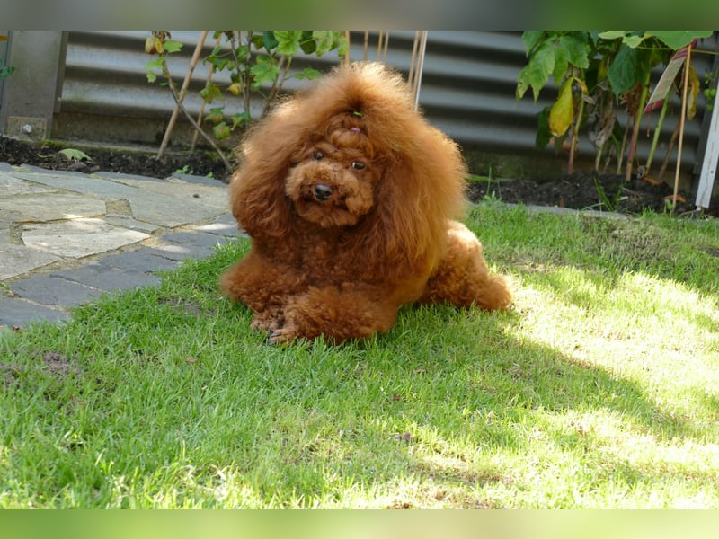 Wunderschöne Cavapoo Welpen  (Toypudel/Zwergpudel + Cavalier King Charles Spaniel) mit Ahnentafel
