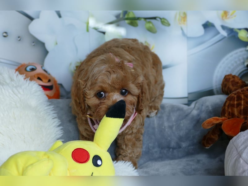 Wunderschöne Cavapoo Welpen  (Toypudel/Zwergpudel + Cavalier King Charles Spaniel) mit Ahnentafel
