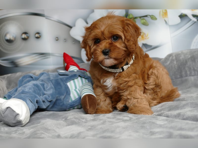 Wunderschöne Cavapoo Welpen  (Toypudel/Zwergpudel + Cavalier King Charles Spaniel) mit Ahnentafel