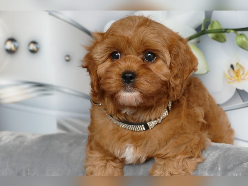 Wunderschöne Cavapoo Welpen  (Toypudel/Zwergpudel + Cavalier King Charles Spaniel) mit Ahnentafel