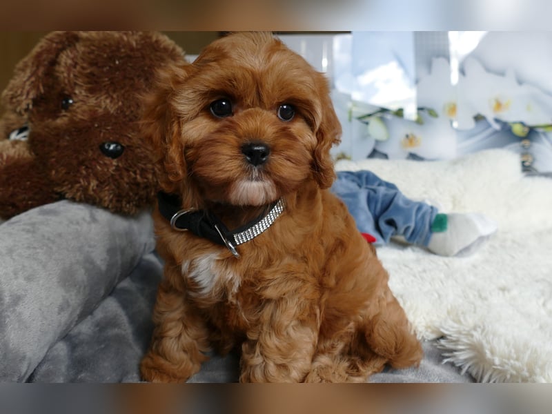 Wunderschöne Cavapoo Welpen  (Toypudel/Zwergpudel + Cavalier King Charles Spaniel) mit Ahnentafel