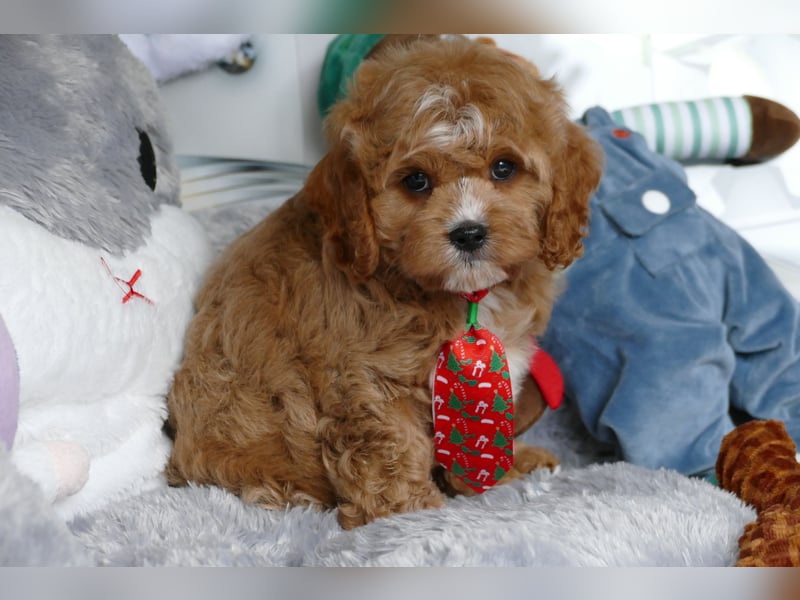 Wunderschöne Cavapoo Welpen  (Toypudel/Zwergpudel + Cavalier King Charles Spaniel) mit Ahnentafel