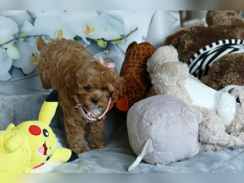 Bildhübsche Cavapoo Welpen (Toypudel/Zwergpudel + Cavalier King Charles Spaniel) mit Ahnentafel