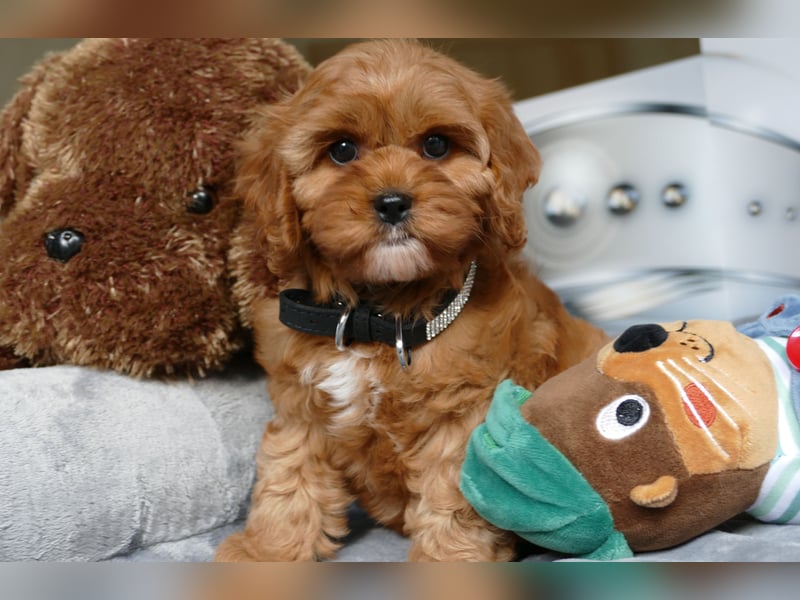 Wunderschöne Cavapoo Welpen  (Toypudel/Zwergpudel + Cavalier King Charles Spaniel) mit Ahnentafel