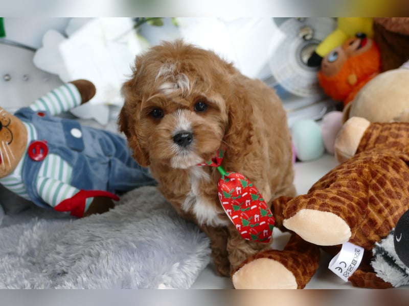 Wunderschöne Cavapoo Welpen  (Toypudel/Zwergpudel + Cavalier King Charles Spaniel) mit Ahnentafel
