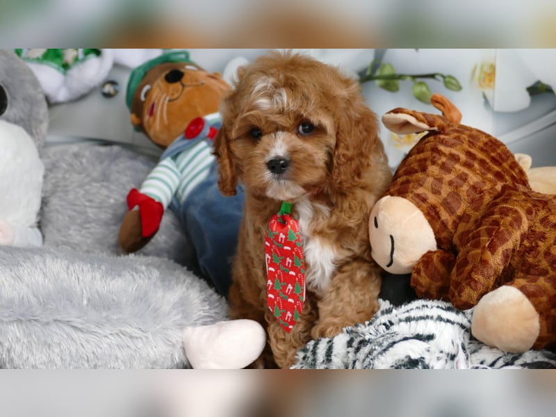 Wunderschöne Cavapoo Welpen  (Toypudel/Zwergpudel + Cavalier King Charles Spaniel) mit Ahnentafel