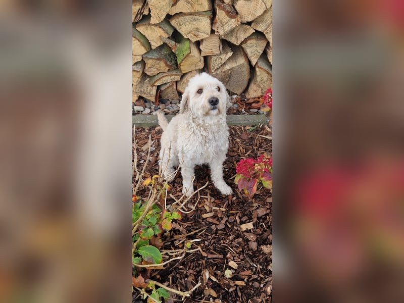 Doodle Pudel-Mischling Cavapoo Tibetdoodle