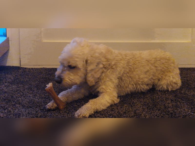 Doodle Pudel-Mischling Cavapoo Tibetdoodle