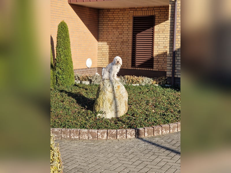 Doodle Pudel-Mischling Cavapoo Tibetdoodle