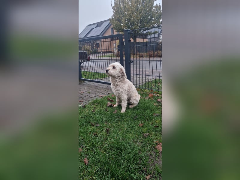 Doodle Pudel-Mischling Cavapoo Tibetdoodle