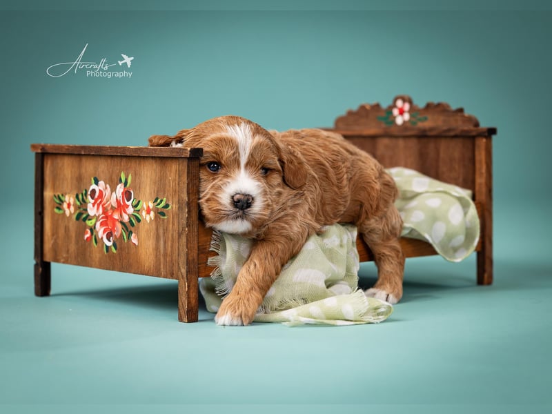 Nelly sucht Kuschelfamilie