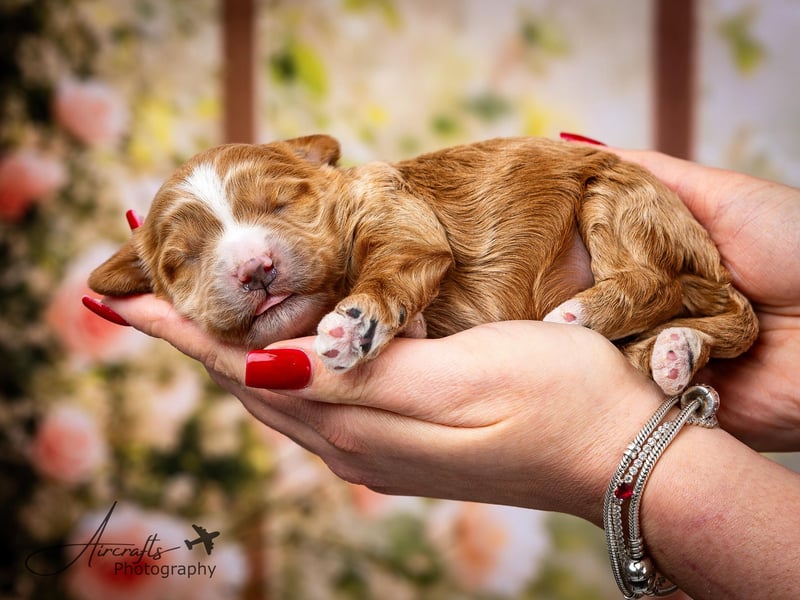 Nelly sucht Kuschelfamilie