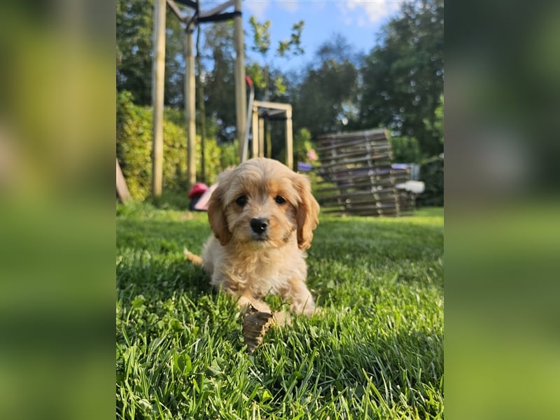 Cavapoo suchen ein Zuhause