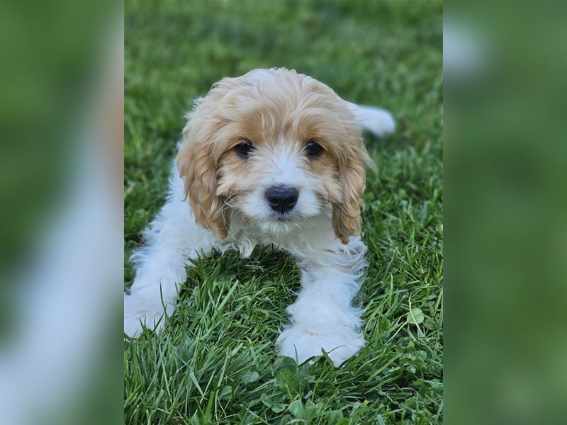 Cavapoo suchen ein Zuhause