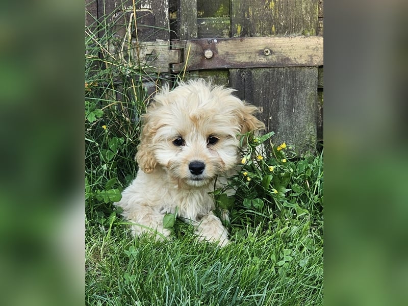 Cavapoo suchen ein Zuhause