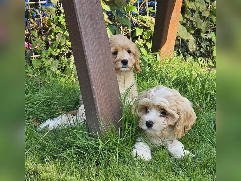 Cavapoo suchen ein Zuhause