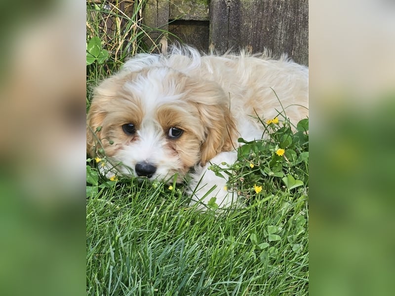 Cavapoo suchen ein Zuhause