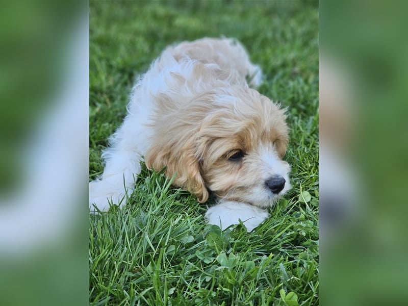 Cavapoo suchen ein Zuhause