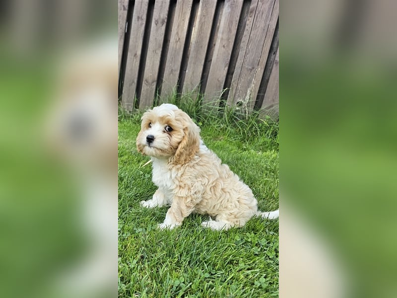 Cavapoo suchen ein Zuhause