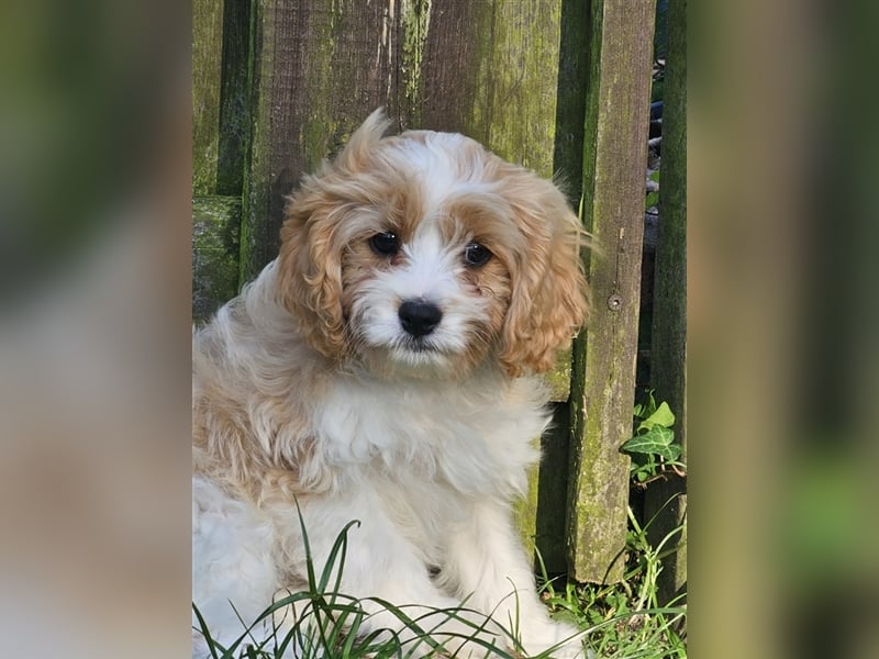 Cavapoo suchen ein Zuhause