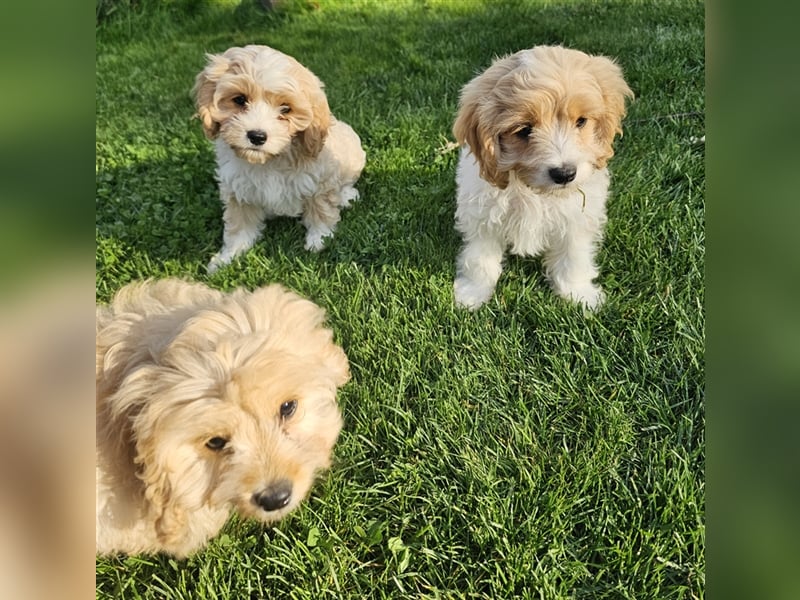 Cavapoo suchen ein Zuhause