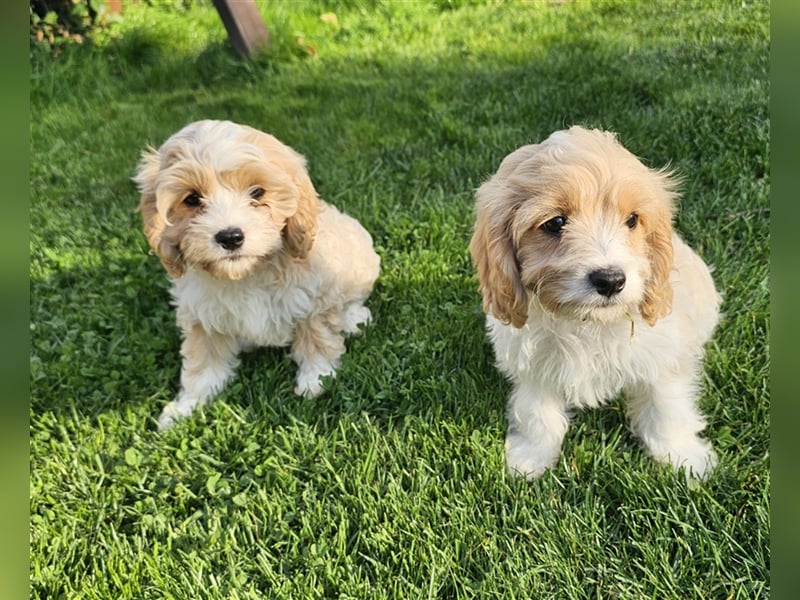 Cavapoo suchen ein Zuhause